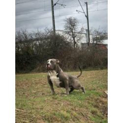 American Bully XL 13 maandjes oud