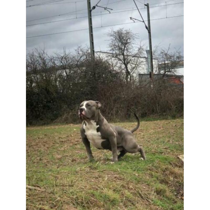 American Bully XL 13 maandjes oud