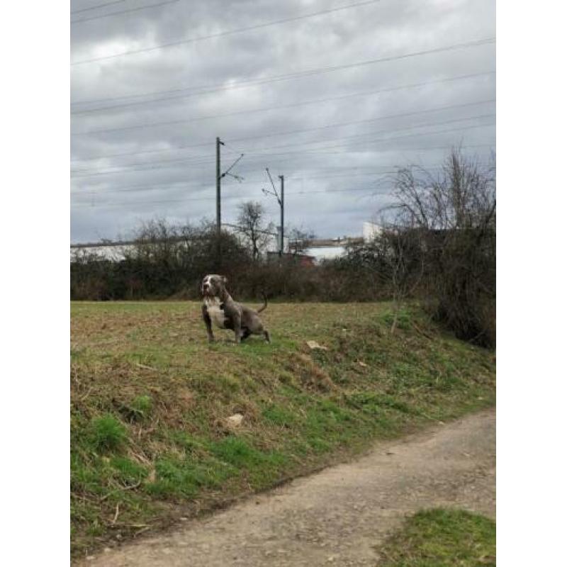 American Bully XL 13 maandjes oud