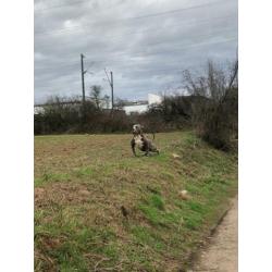 American Bully XL 13 maandjes oud