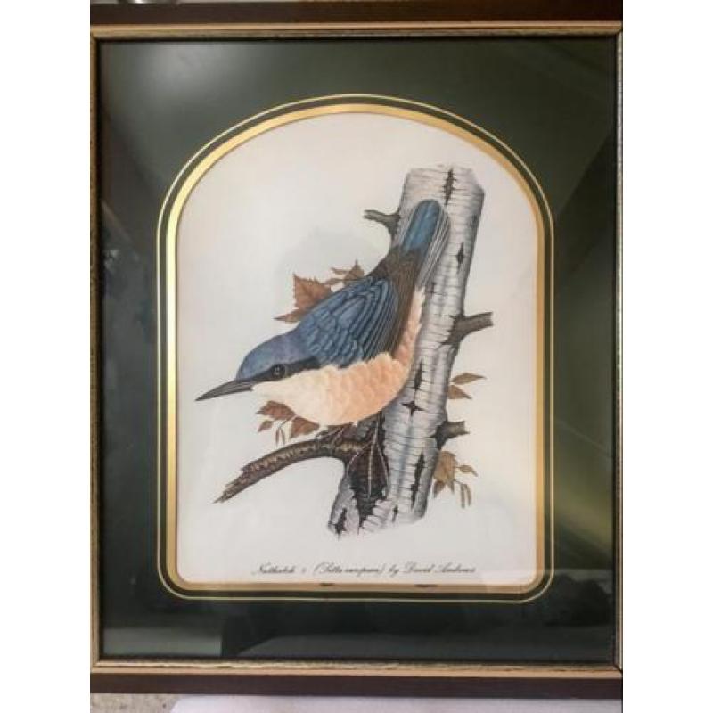 Twee prachtige lithos Jong Thush en Nuthatch