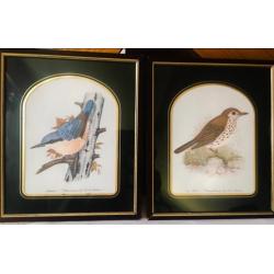 Twee prachtige lithos Jong Thush en Nuthatch