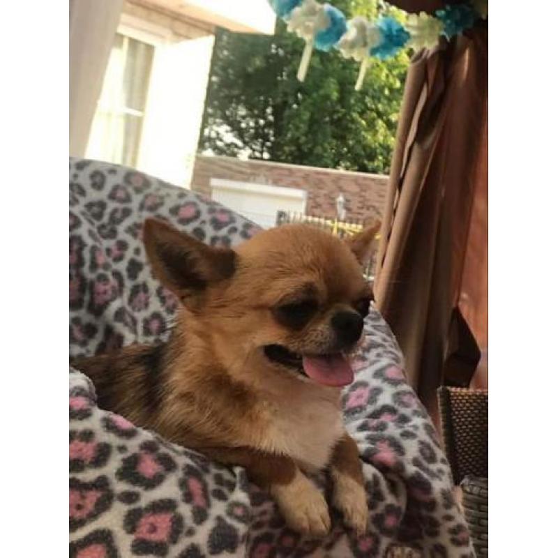 Nog 2x chihuahua mix mogen naar nieuw baasje