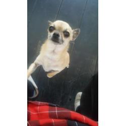 Mooie 3 jarige chihuahua