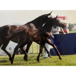 Merrieveulen I'm Special de Muze x Lexicon