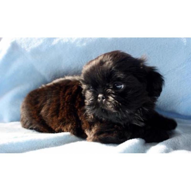 Prachtige lieve Shih Tzu puppy's