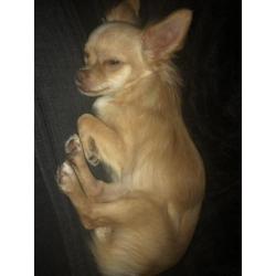 Chihuahua blond reutje te koop 8 maanden