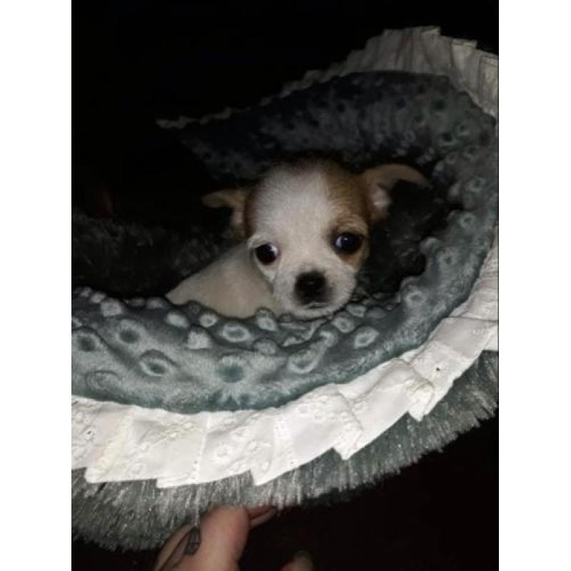 Nog 2x chihuahua mix mogen naar nieuw baasje