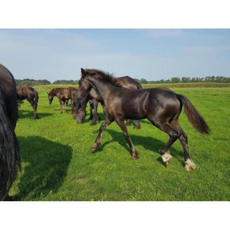 super mooi fries hengstveulen