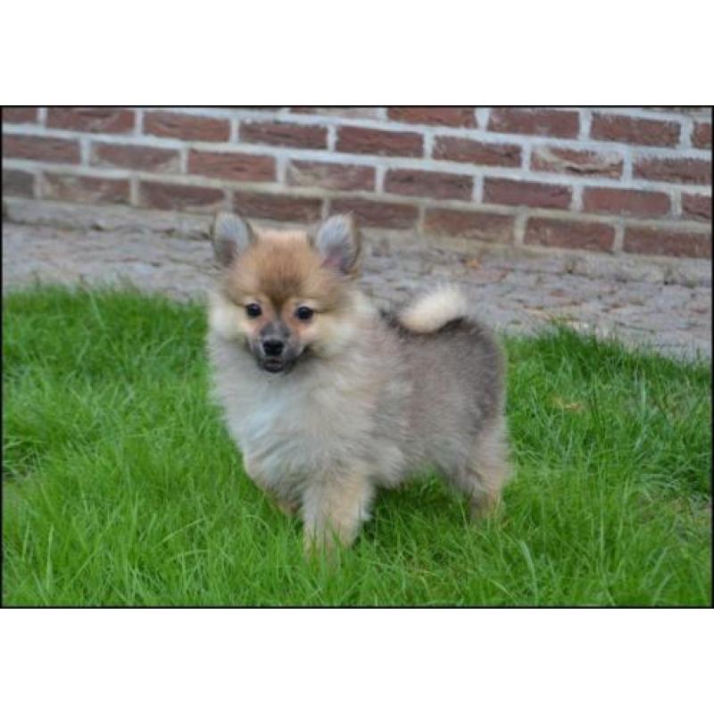 Keeshond pups