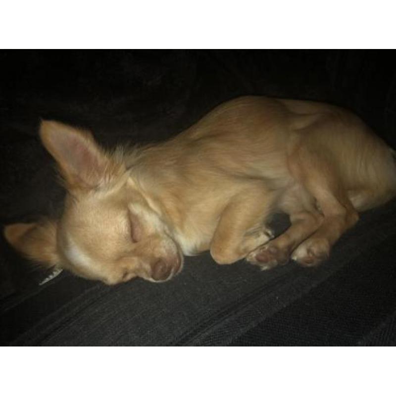 Chihuahua blond reutje te koop 8 maanden