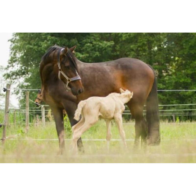 Palomino merrie v. McJonas x Vancouver