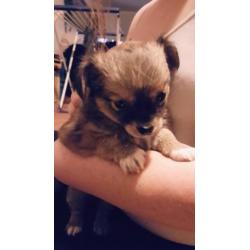 Te koop 2 chihuahua reutjes