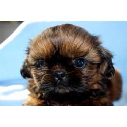 Prachtige lieve Shih Tzu puppy's