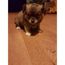 Te koop 2 chihuahua reutjes