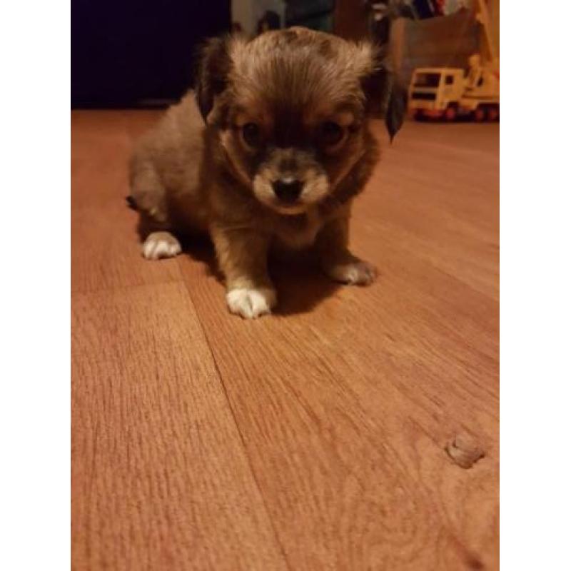 Te koop 2 chihuahua reutjes