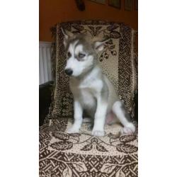 husky pups zoeken thuis