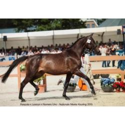 Merrieveulen I'm Special de Muze x Lexicon