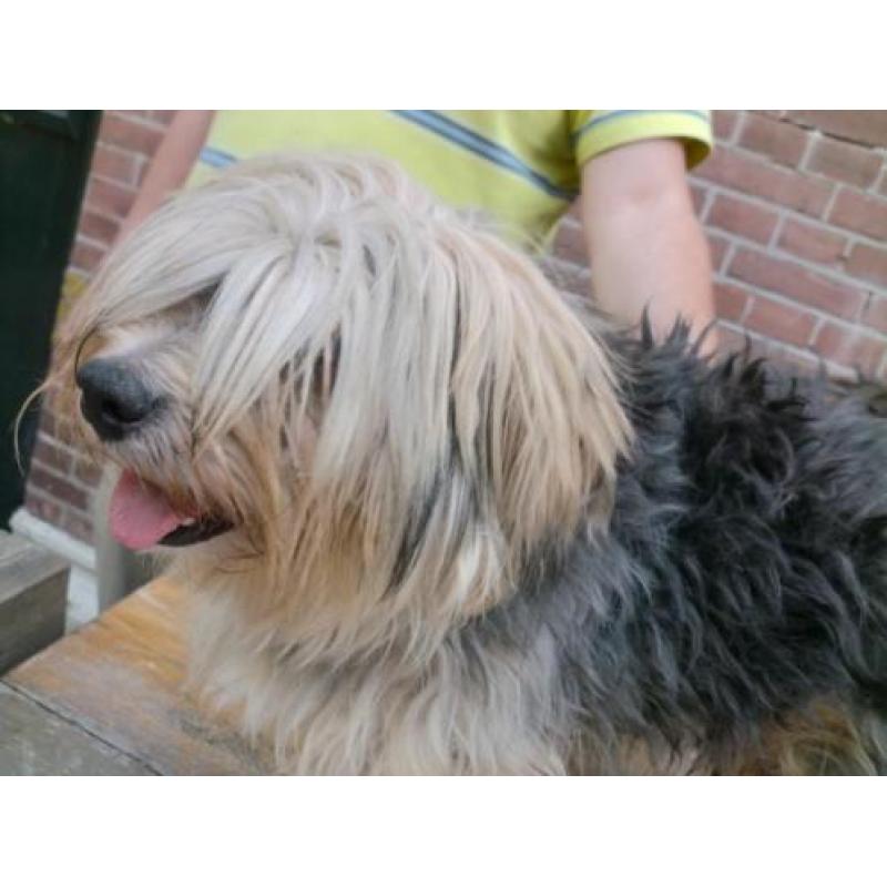 Shih Tzu reutje ZEER LEUK zoek ZEER GOED THUIS bijna 2 jaar